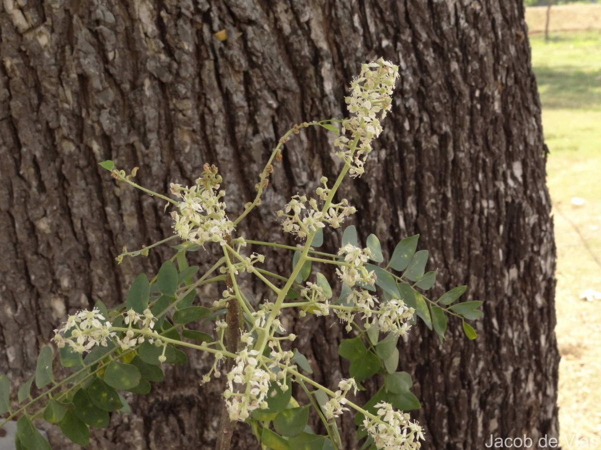 Chloroxylon swietenia DC.